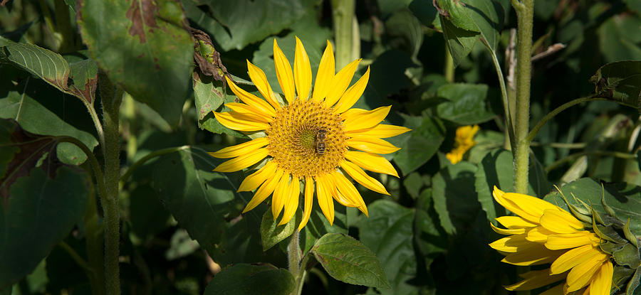 Nature Photograph - Bee On Sunflower, Baden-wurttemberg by Panoramic Images