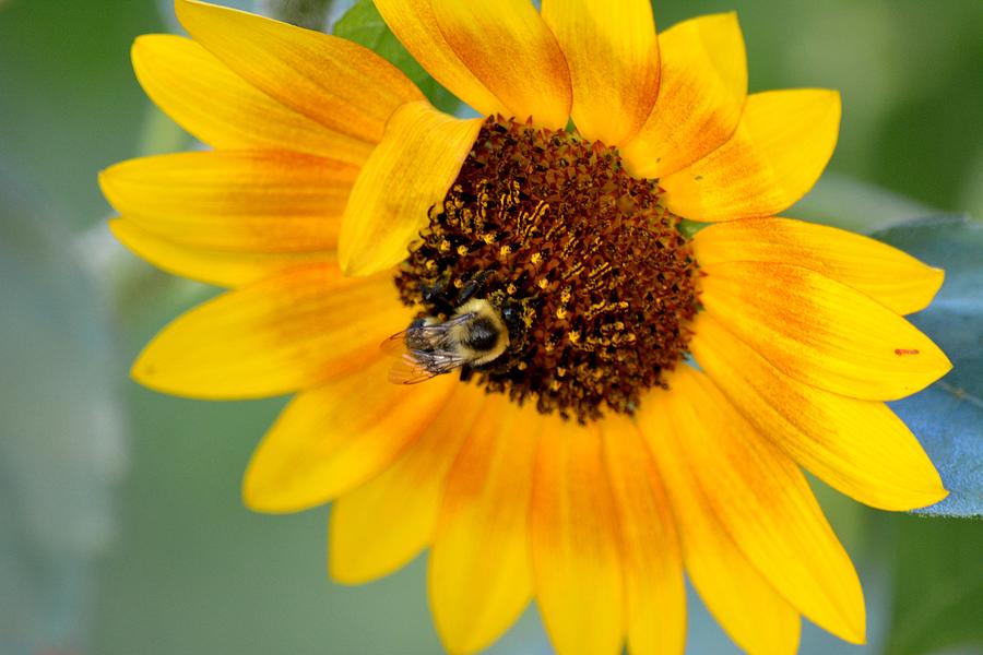 Insects Photograph - Bee on Sunflower by Karen Majkrzak