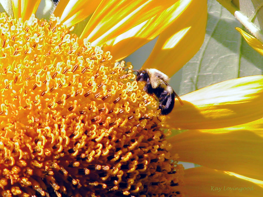 Bee on Sunflower Photograph by Kay Lovingood