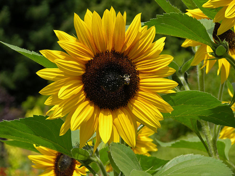 Bee on Sunflower Photograph by Lynne Thibault - Fine Art America