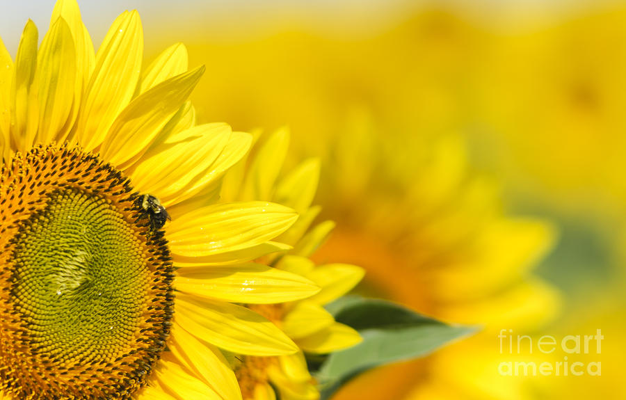 Bee on Sunflower Photograph by Oscar Gutierrez
