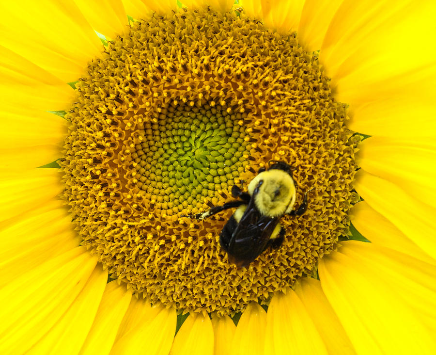 Bee On Sunflower Photograph