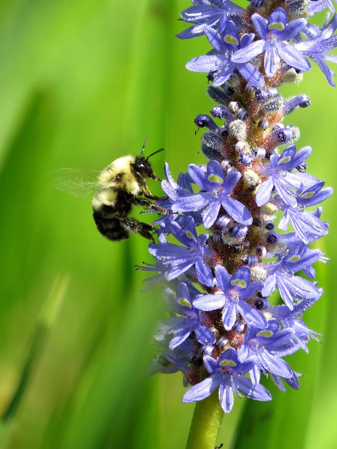 Flower Photograph - Bee on the flower by Zina Stromberg