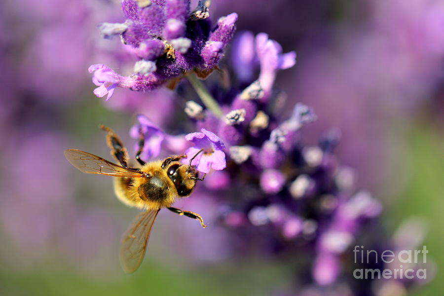 Bee on the Lavender Branch Photograph by Amanda Mohler