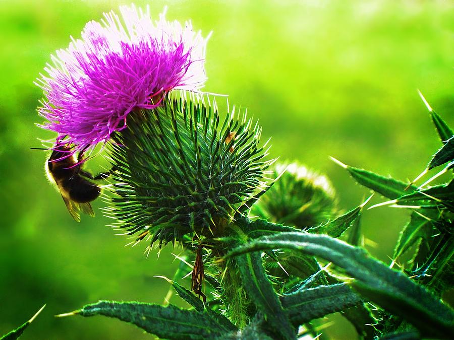 Bee On Thistle Photograph