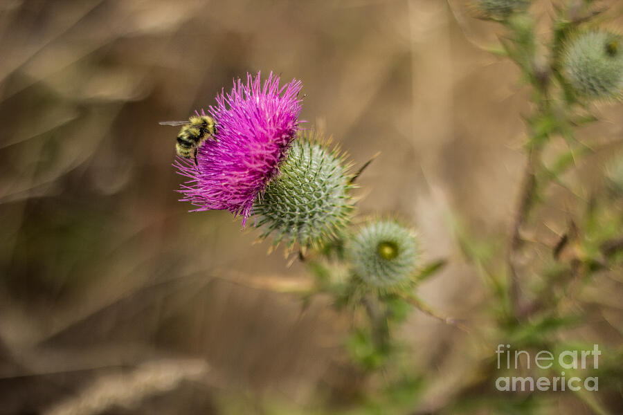 Bee On Thistle Photograph by Suzanne Luft
