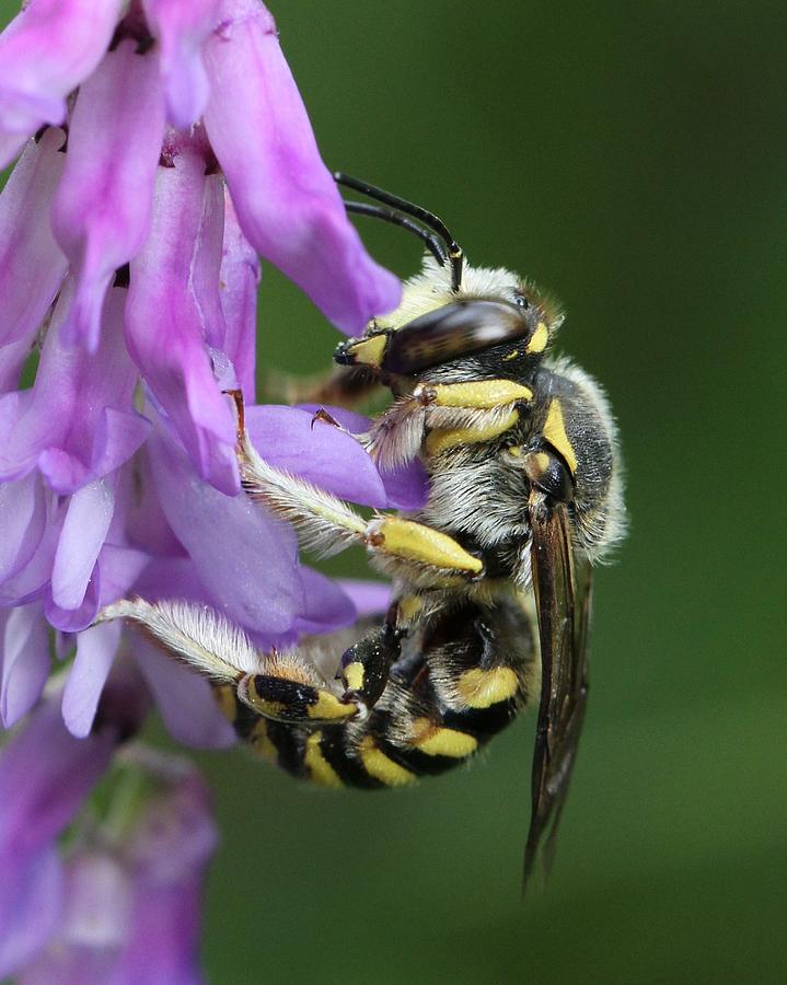 Bee on Vetch Photograph by Doris Potter
