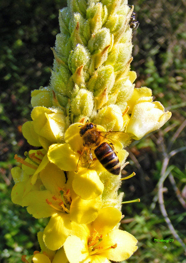 Bee on Wooly Mullens Flower Stalk Photograph by Duane McCullough