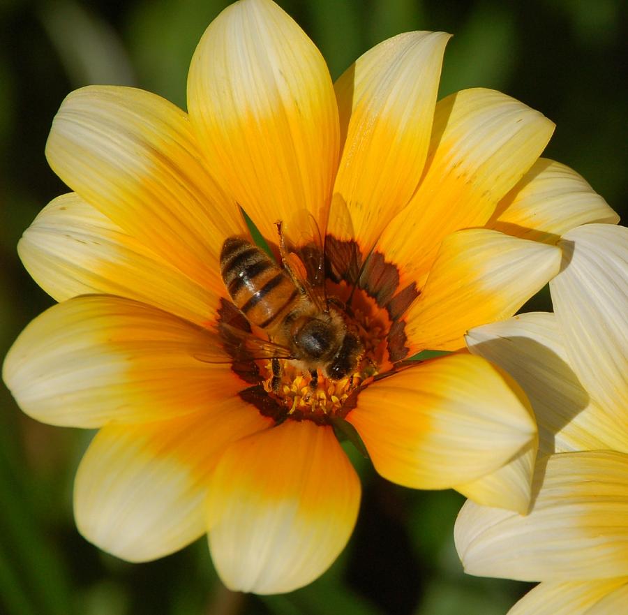 Bee on Yellow Gazania Photograph by Linda Brody