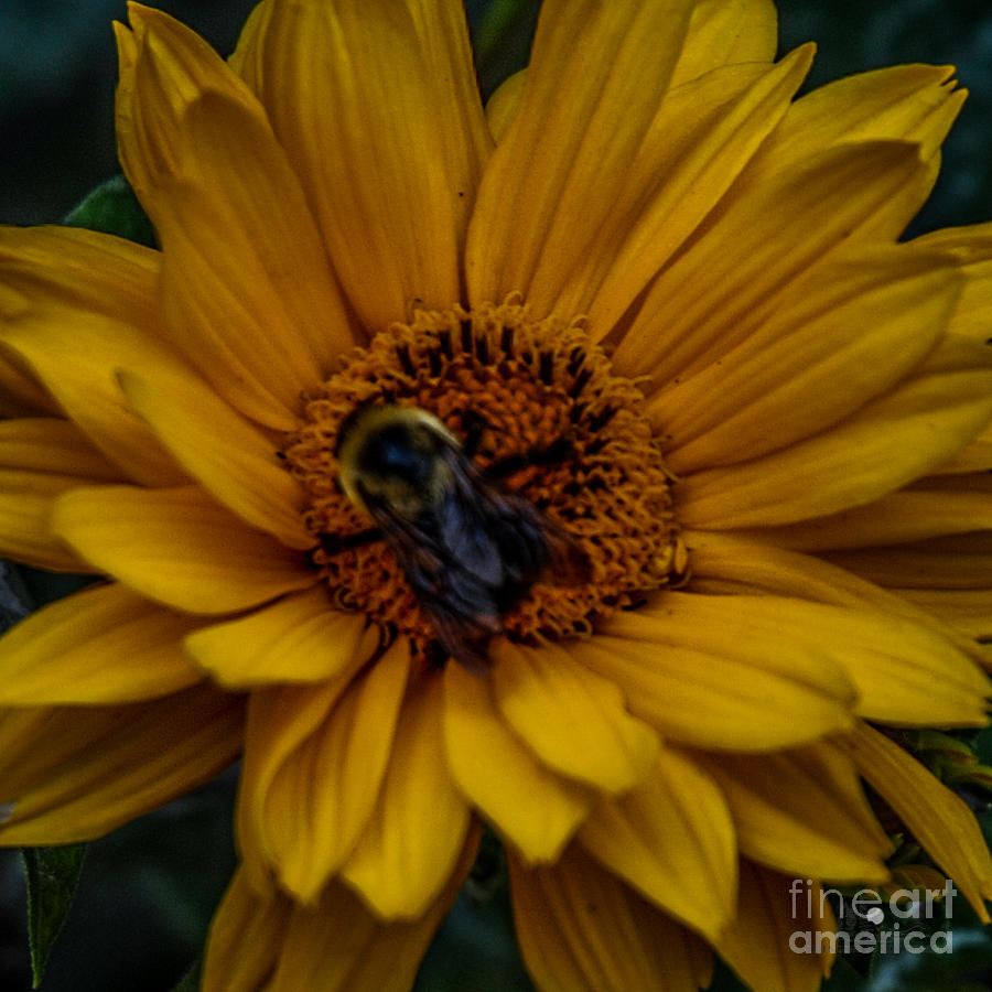 Bee On Yellow Flower Photograph by Ronald Grogan