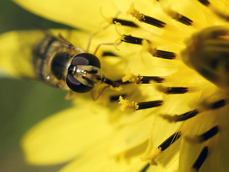 Bee on Yellow Photograph by Inge Riis McDonald