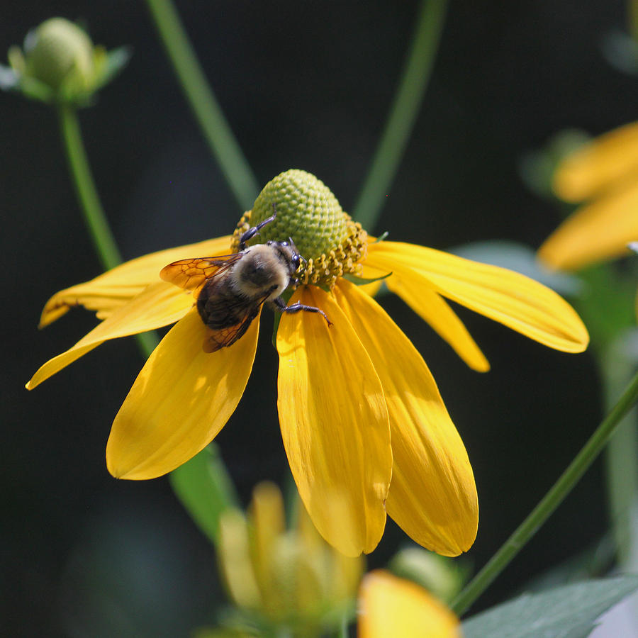 Summer Photograph - Bee on Yellow Swamp Sunflower by Suzanne Gaff