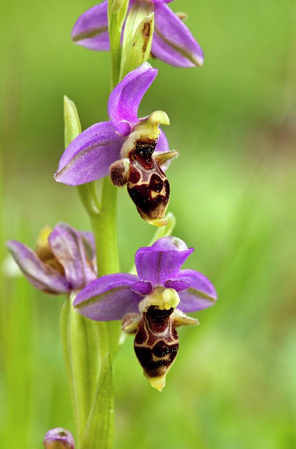 Greek Photograph - Bee Orchid (ophrys Orphanidea) In Flower by Bob Gibbons