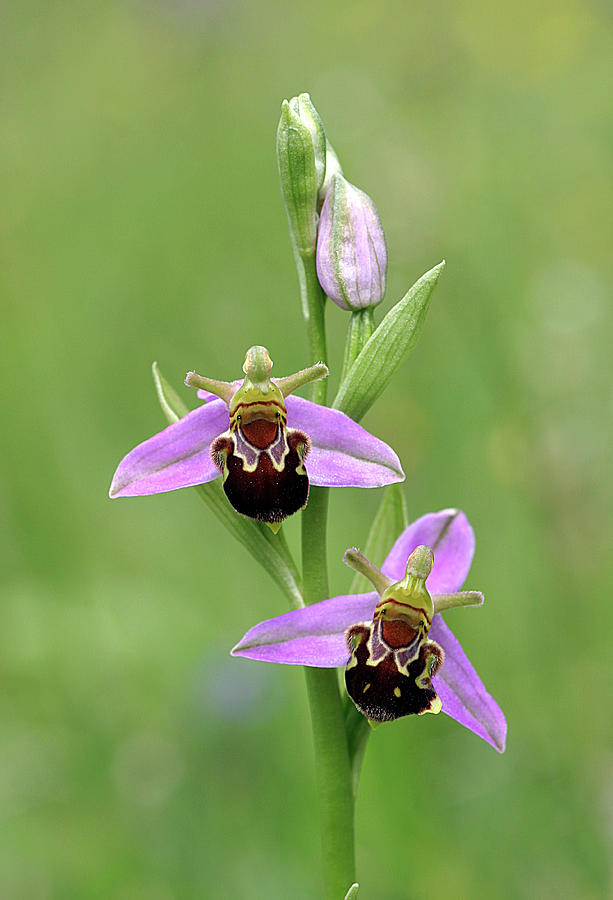 Bee Orchids Ophrys Apifera By John Devries Science Photo Library