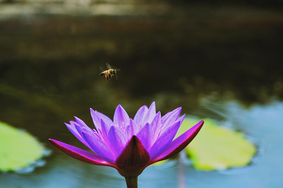 Austin Photograph - Bee over Lotus by Kristina Deane