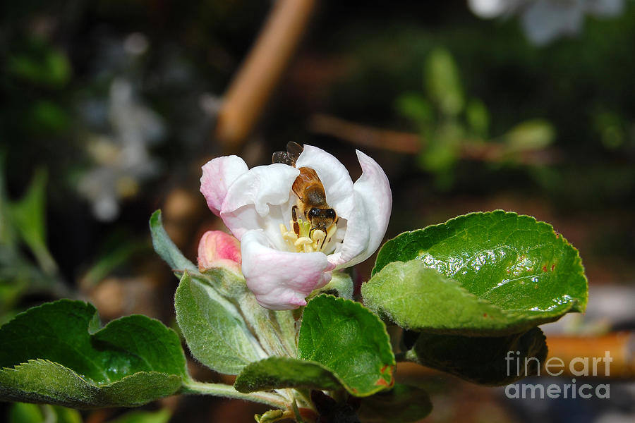 Bee Peeking Through Apple Blossom Photograph by Debra Thompson