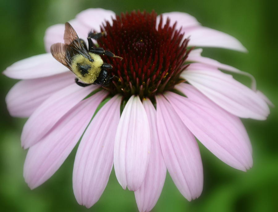 Bee Pink Photograph by Michelle Ayn Potter