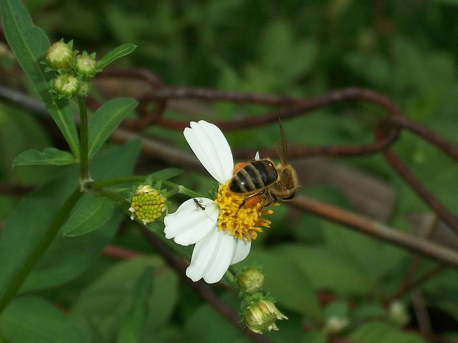 Bee Pollinating A Flower Romerillo Photograph By Laercio Frade