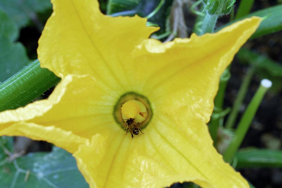 Bee Pollinating A Squash Flower Photograph By Anthony Cooper Science