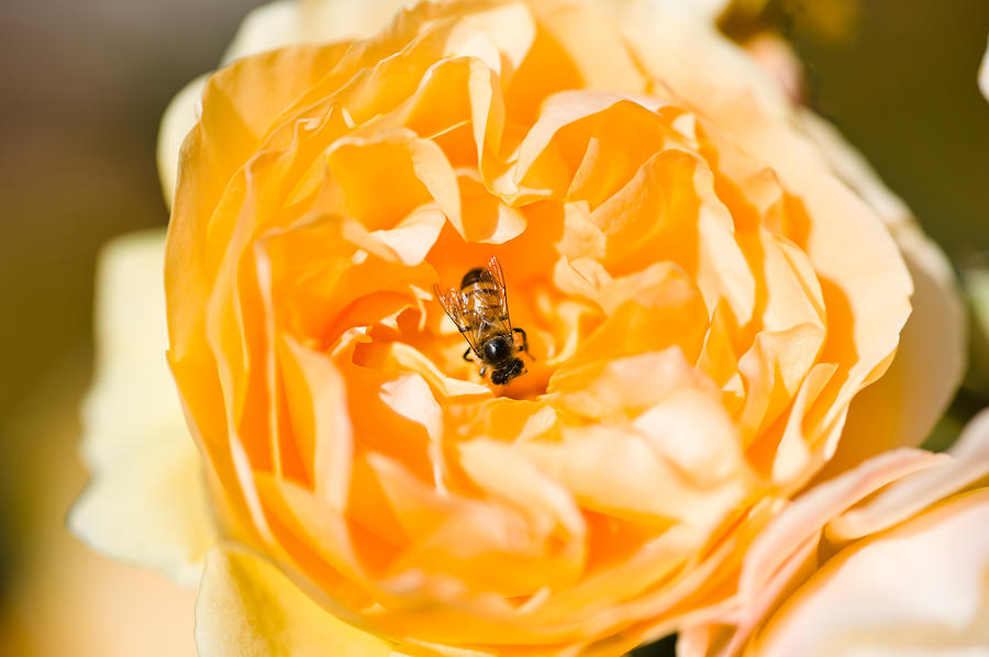 Bee Pollinating A Yellow Rose, Beverly Photograph by Panoramic Images