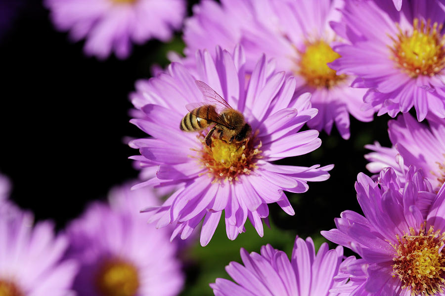 Bee Pollinating An Aster Flower Photograph by Dan Sams/science Photo Library