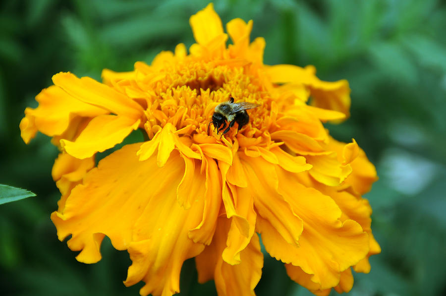 Bee Pollinating Marigold Photograph by Bonnie Sue Rauch
