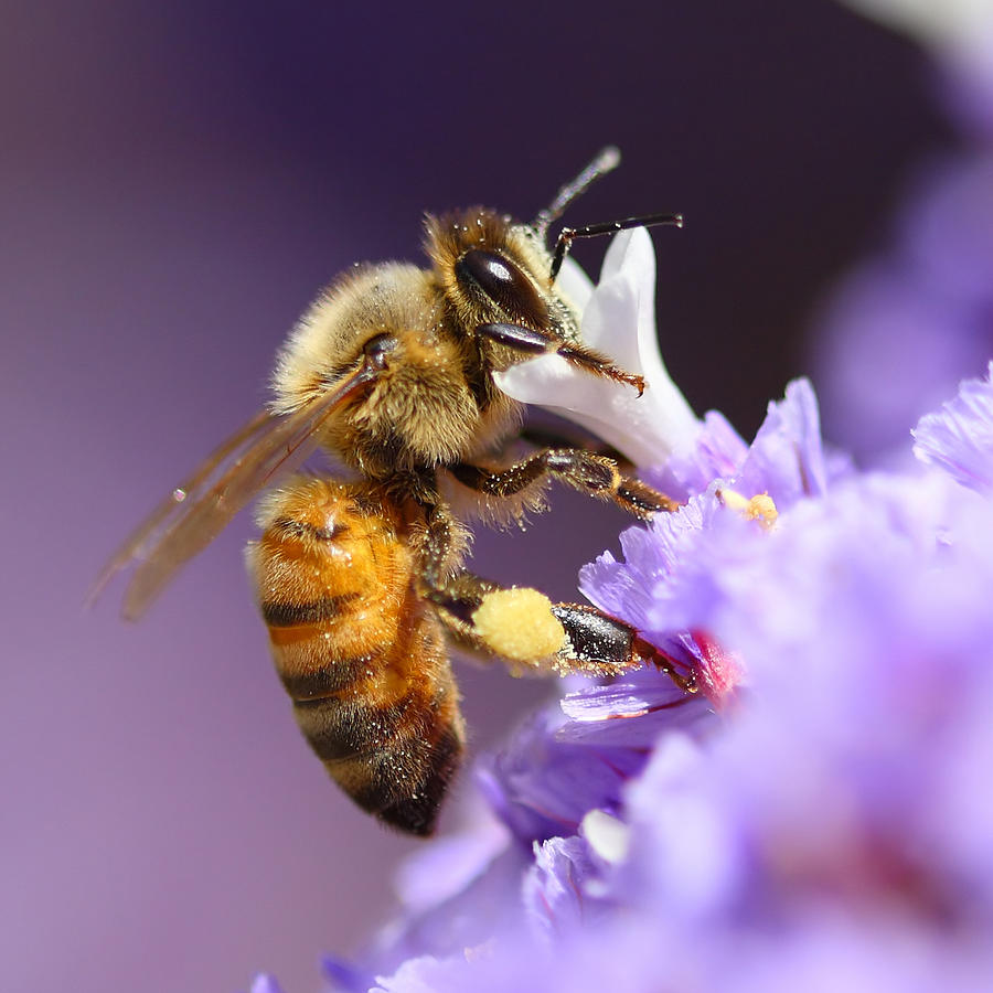 Bee pollinating purple flower Photograph by Boryak