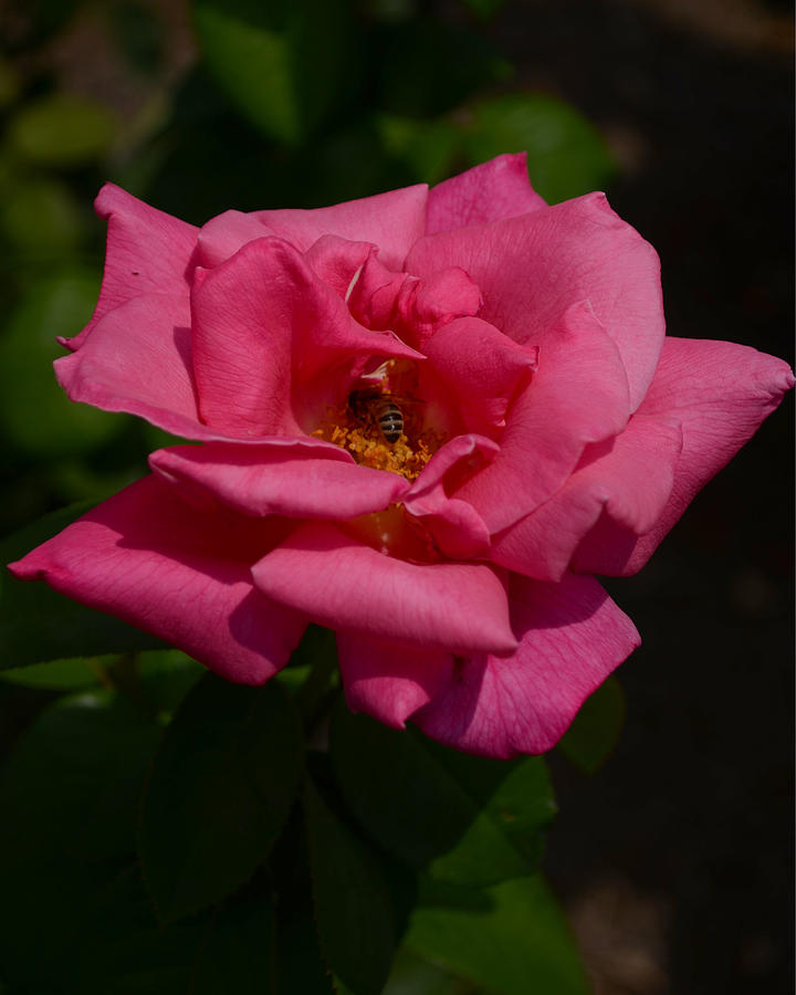 Bee Pollinating Rose Photograph