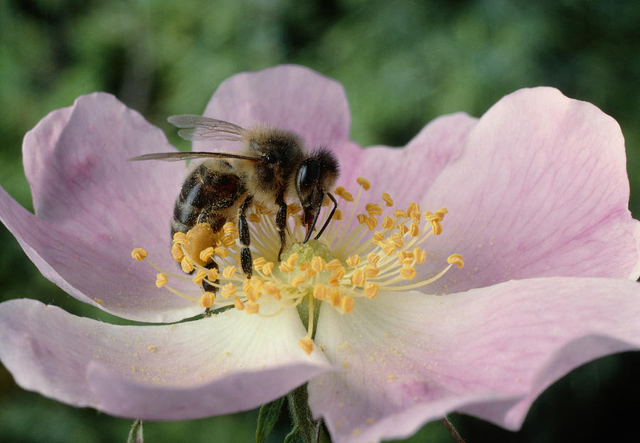 Bee Pollinating Sweetbriar Photograph by Perennou Nuridsany