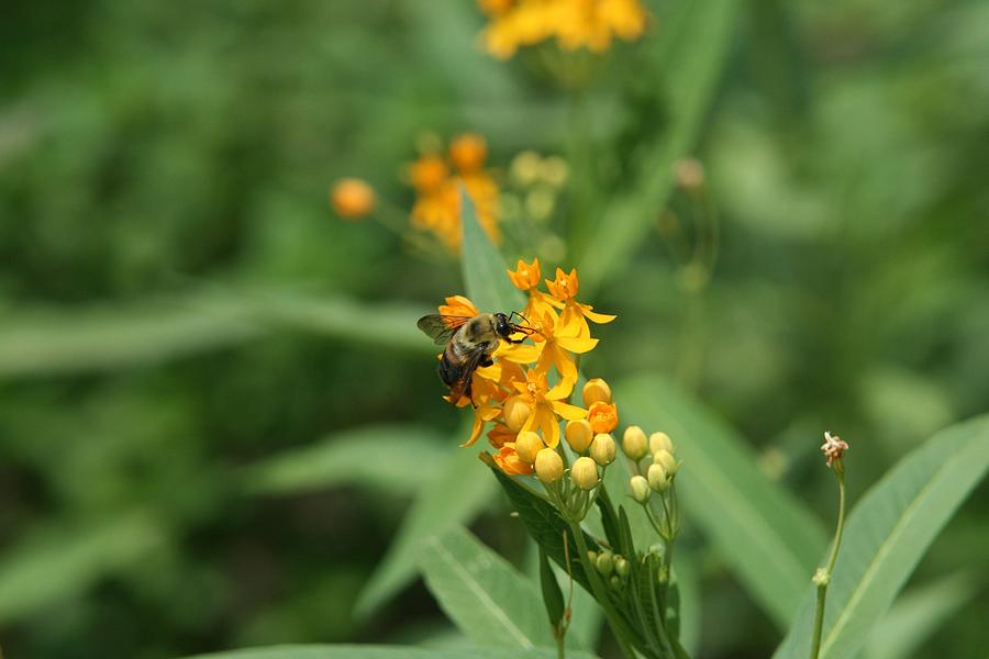 Bee Pollination Photograph by John Dart