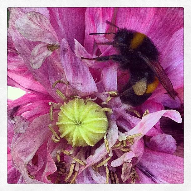 Poppy Photograph - #bee #poppy #papaver #flower #bloom by Boo Mason