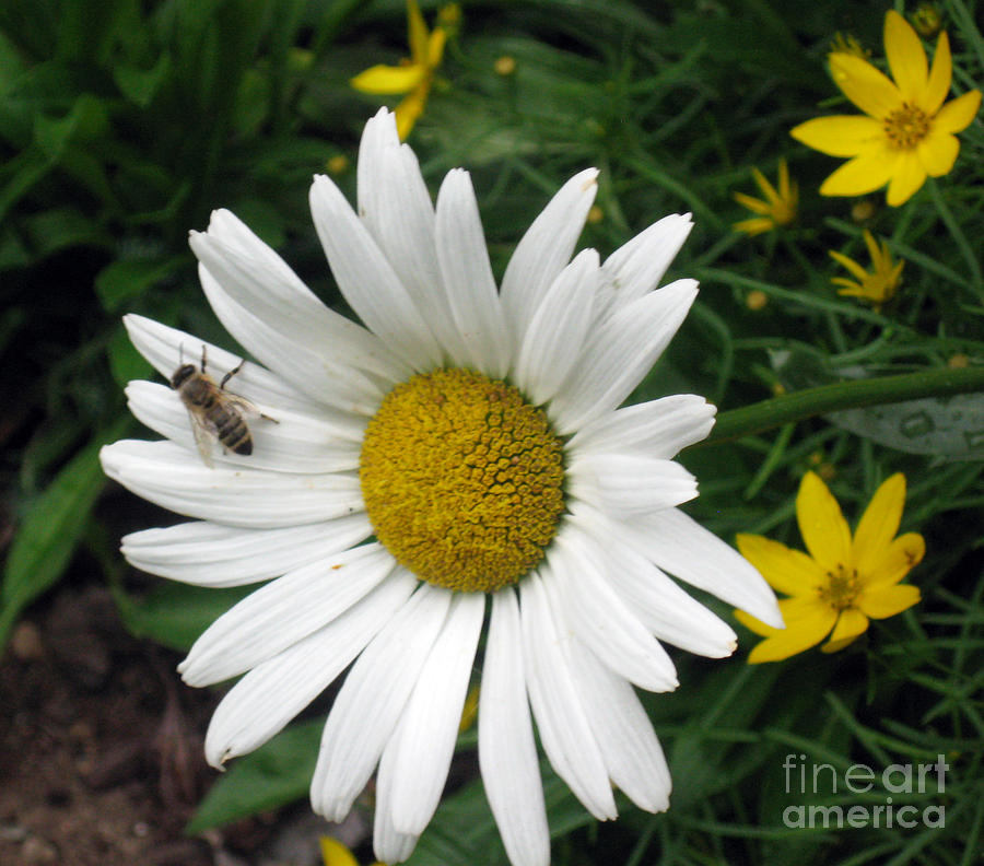 Bee Resting on a Shasta Daisy Photograph by Ellen Miffitt