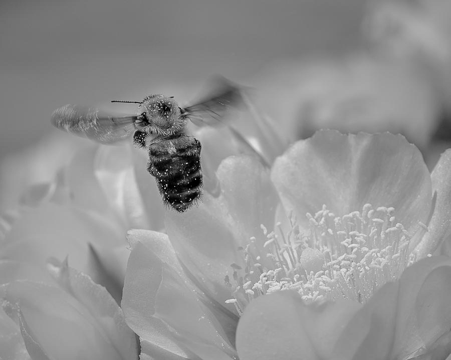 Black And White Photograph - Bee Rising by Len Romanick