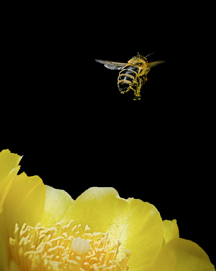Bee Rising #2 Photograph by Len Romanick