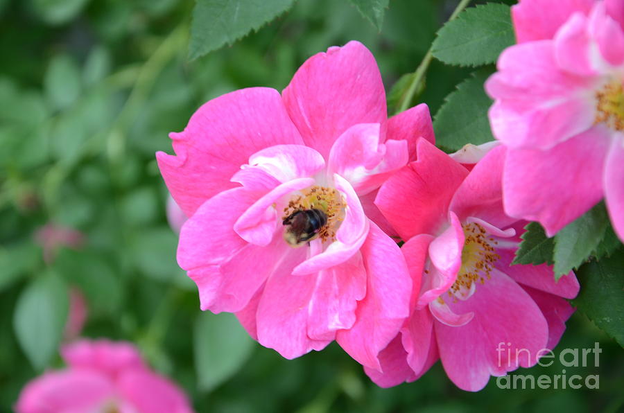 Bee Rosy Photograph by Laurel Best