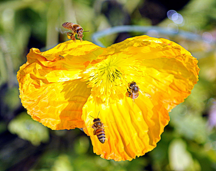 Bee Scene Photograph by AJ  Schibig