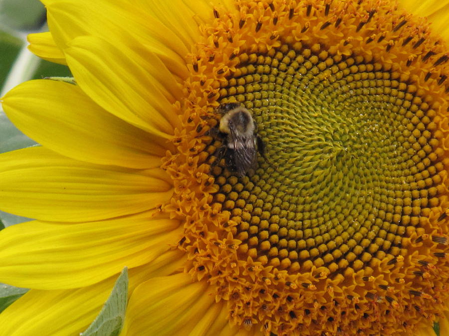 Bee Settling In Photograph by Barbara McDevitt