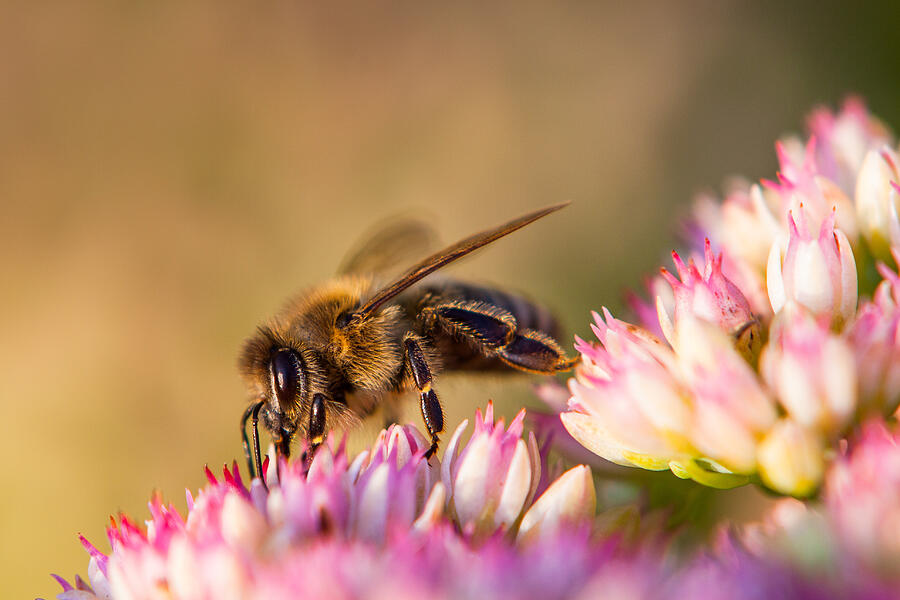 Bee Sitting on Flower Photograph by John Wadleigh