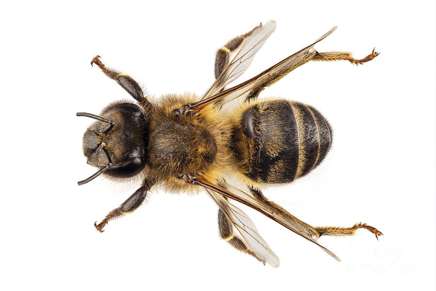 Bee species apis mellifera common name Western honey bee or Euro ...