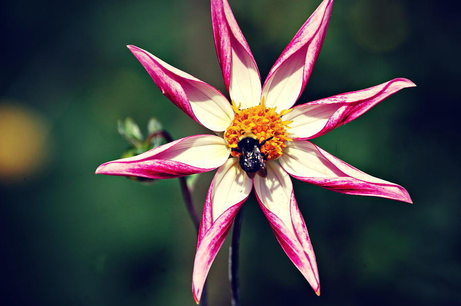 Nature Digital Art - Bee Still  by Chelsea  Tornga