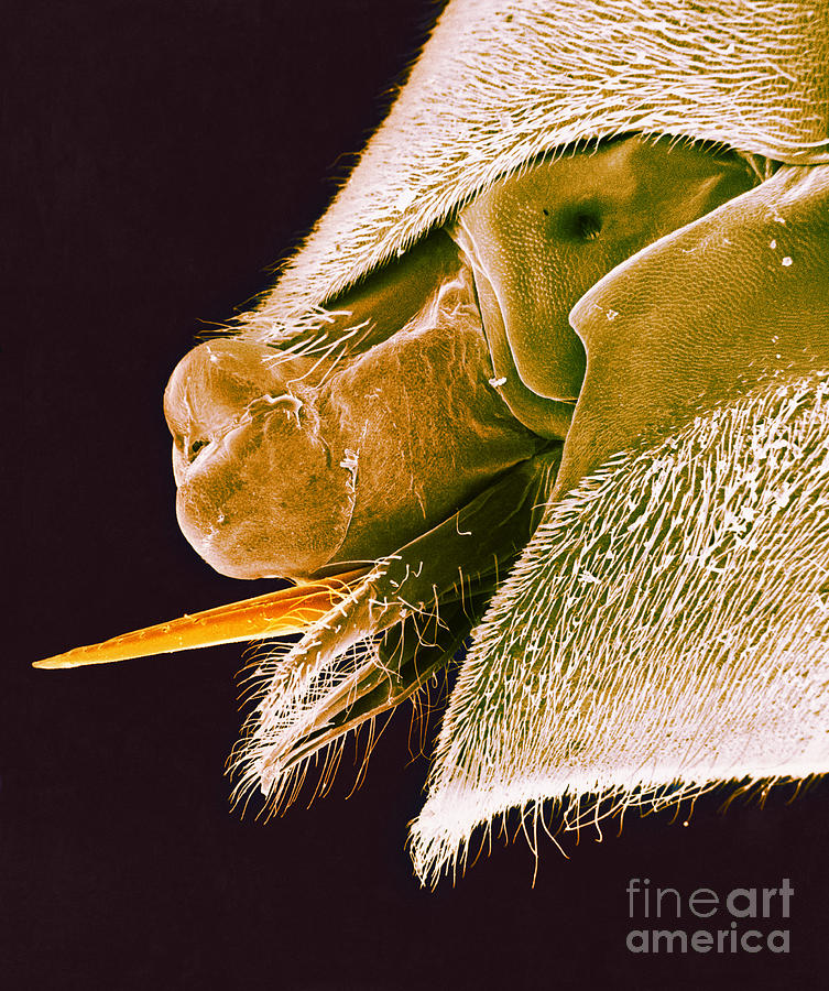 Bee Stinger Photograph by David M. Phillips
