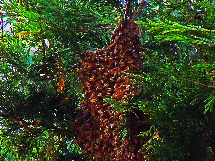 Nature Photograph - Bee Swarm by Steve Battle