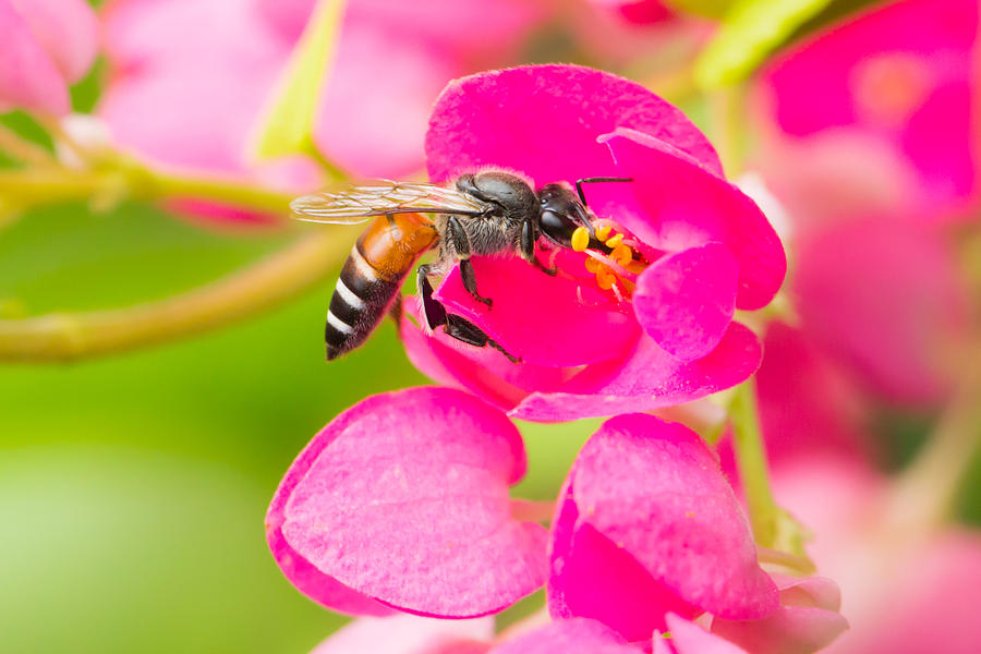 Bee swarmed flower Photograph by Amornthep Chotchuang - Fine Art America