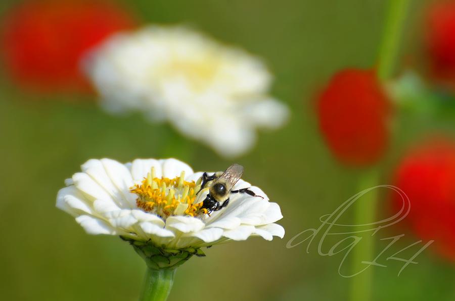 Bee Sweet Photograph by Diana Angstadt