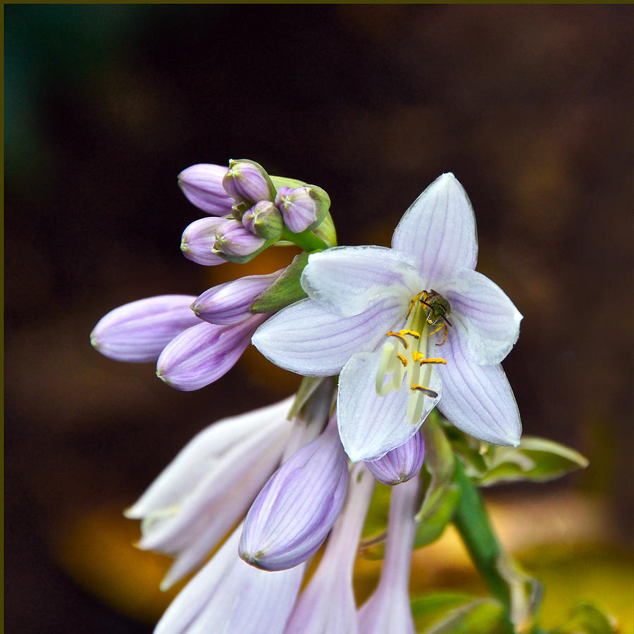 Bee Takes Up Residence In A Hosta Flower Photograph by Byron Varvarigos