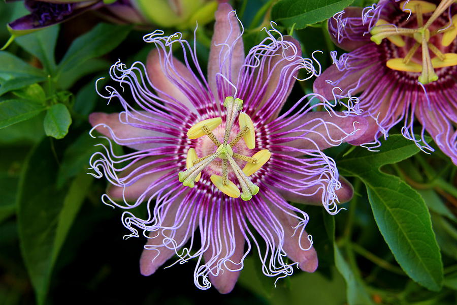 Passionflower Bee Magnet 2 Wild Flower Garden Art Photograph by Reid Callaway