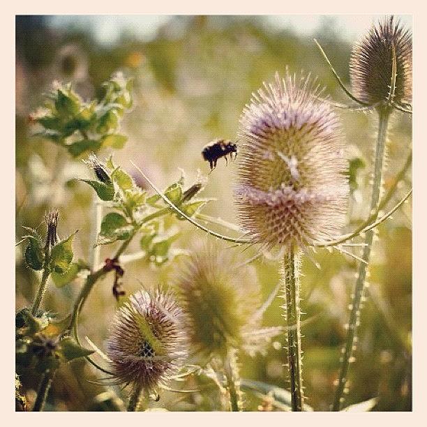 Nature Photograph - #bee #teasel #wildflowers #nature by Harvey Mills