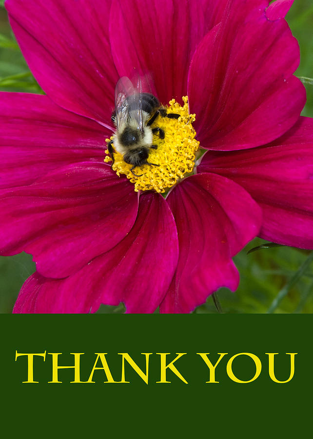 Bee Thank You Photograph by Chris Scroggins