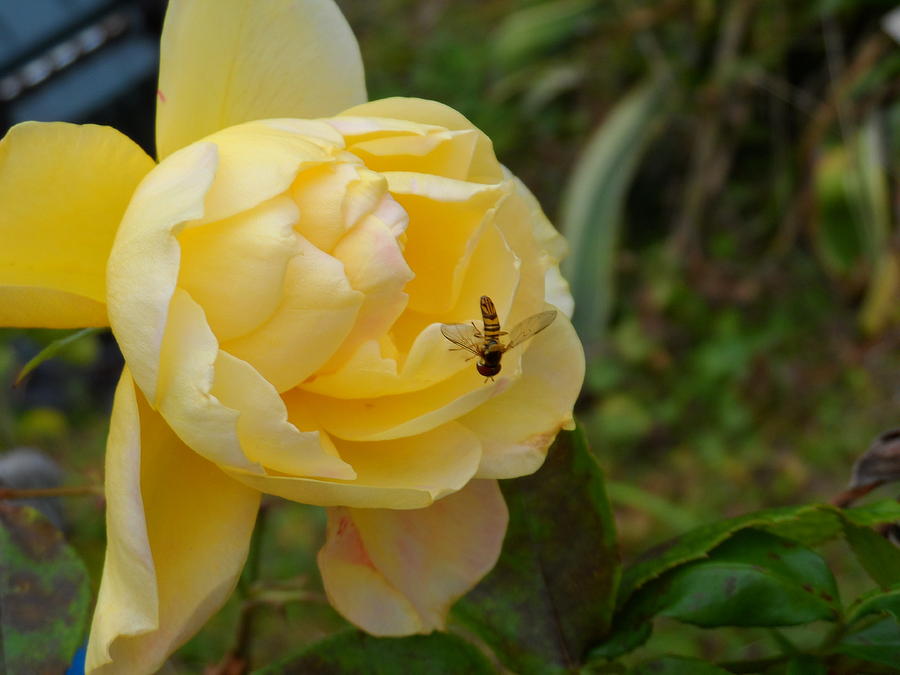 Bee the rose Photograph by Natasha Cooper - Fine Art America