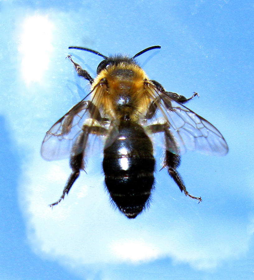 Bee Photograph by Tom Conway